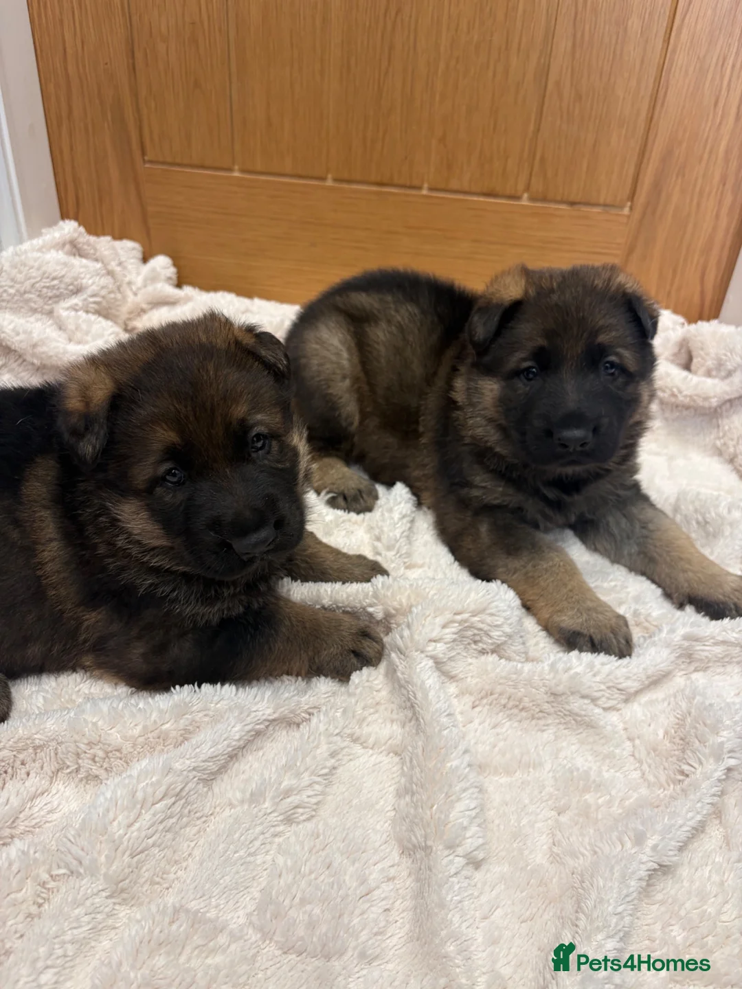 German Shepherd dogs for sale: Gorgeous German shepherd puppies!!! in Birmingham - Advert 1