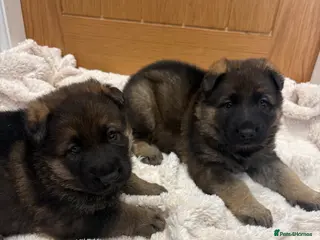 German Shepherd dogs Gorgeous German shepherd puppies!!! - Advert 2