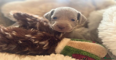 Weimaraner dogs - Advert 1