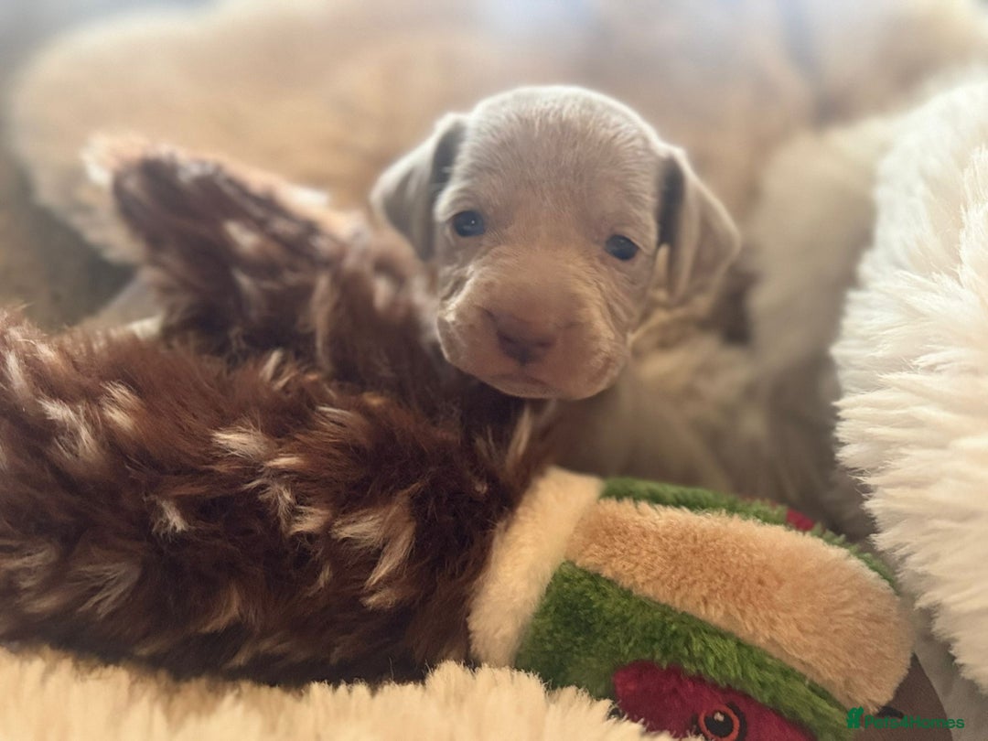 Weimaraner dogs for sale:  KC Reg Weimaraner Pups from Champion Bloodlines ✨ - Image 3
