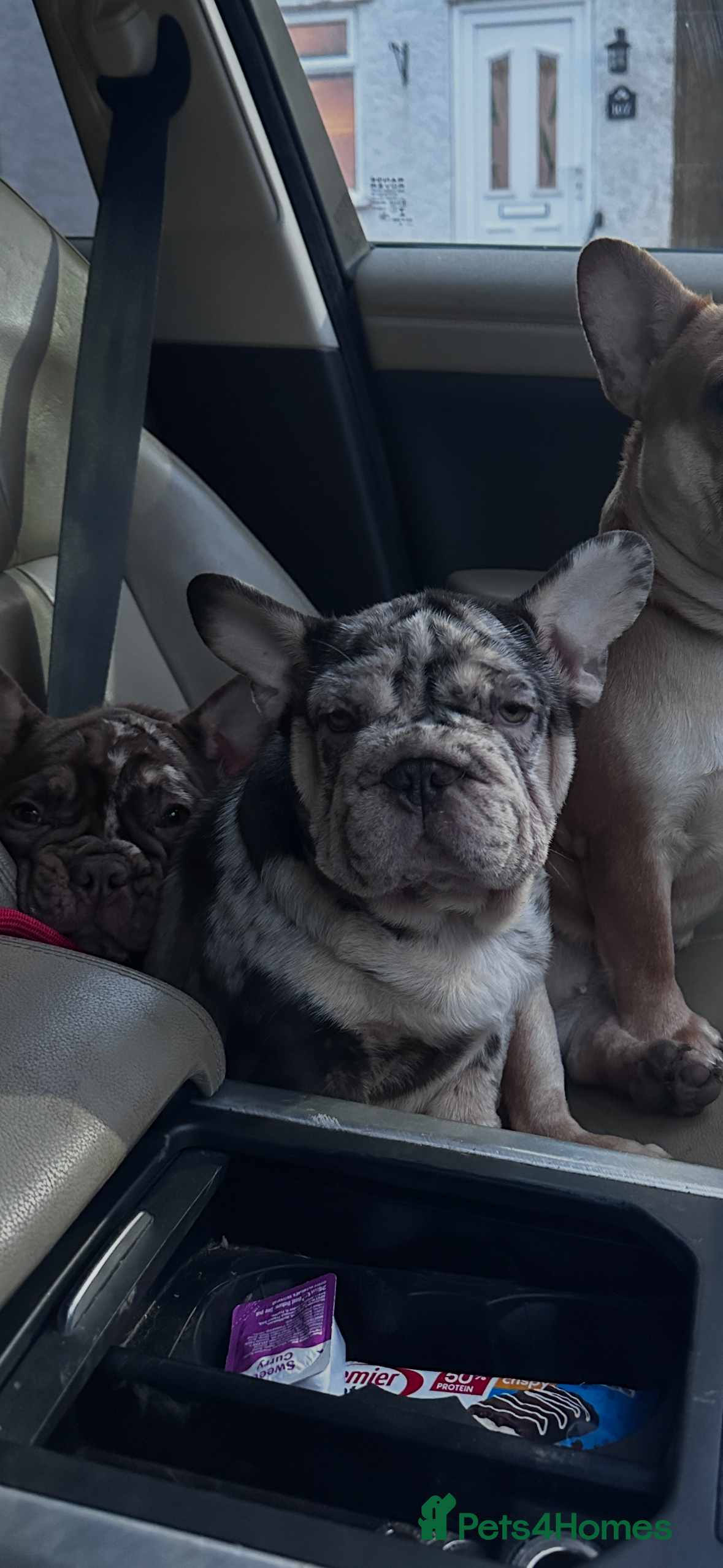 French Bulldog dogs Ready now-  Well bred, beautiful temperament pups - Advert 15