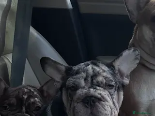 French Bulldog dogs Ready now- Well bred, beautiful temperament pups - Advert 15