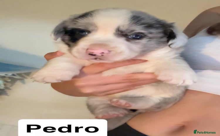 Welsh Corgi Cardigan dogs - Advert 1