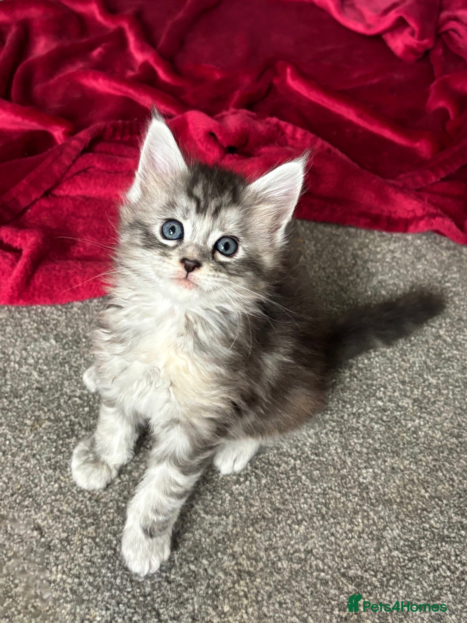 Maine Coon cats 🩷Beautiful Pedigree TICA Registered Maine Coons🩷 - Advert 15