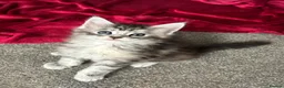 Maine Coon cats for sale: 🩷Beautiful Pedigree TICA Registered Maine Coons🩷 - Advert 13