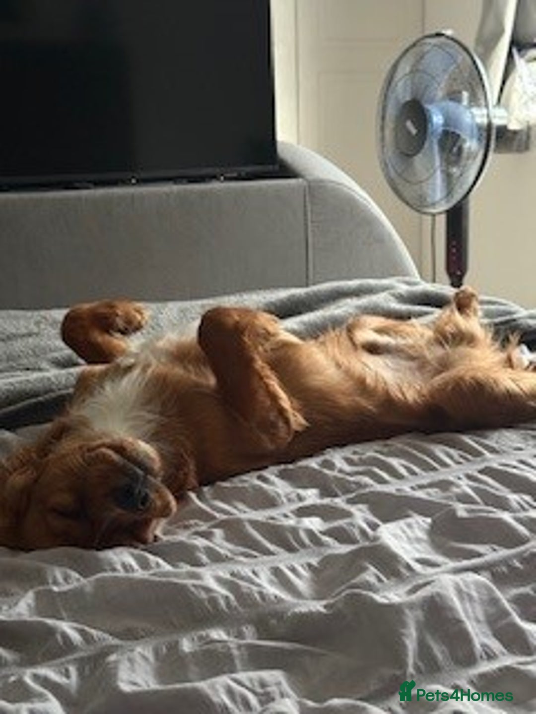 Cavalier King Charles Spaniel dogs for sale: Beautiful 1-Year-Old King Charles Cavalier  - Image 3