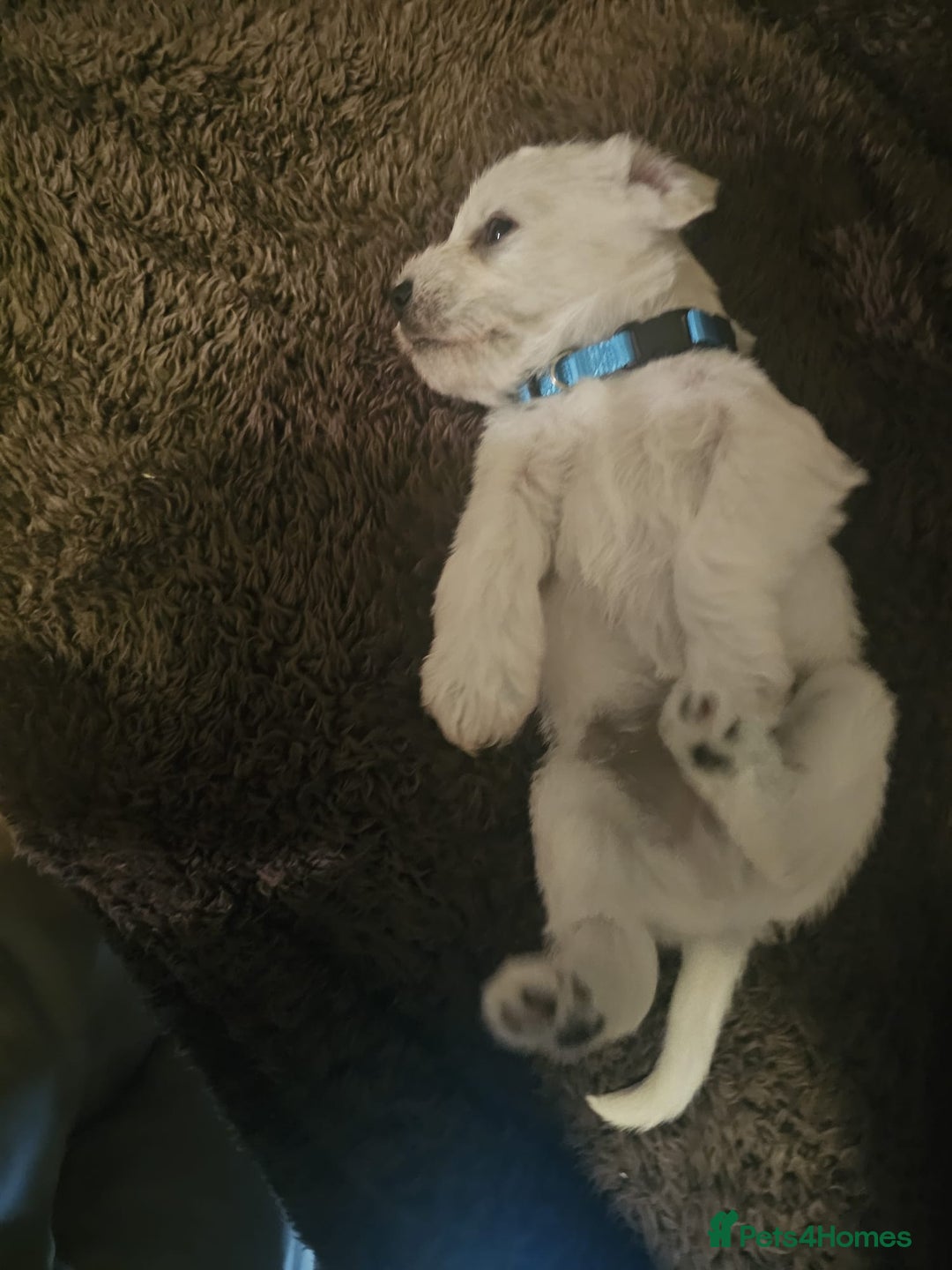 Miniature Schnauzer dogs for sale: Adorable white schnauzer puppies- ready soon! - Image 27