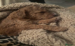 Cockapoo dogs for sale: Stunning cockapoo puppies - Advert 13