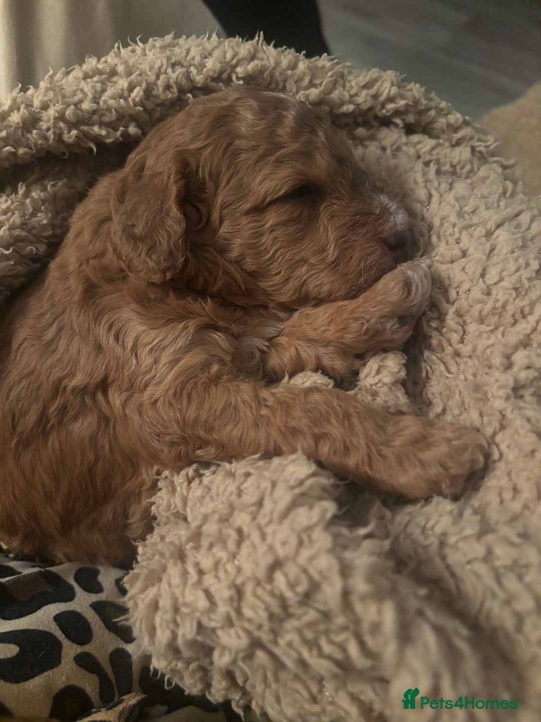 Cockapoo dogs for sale: Stunning cockapoo puppies - Advert 13