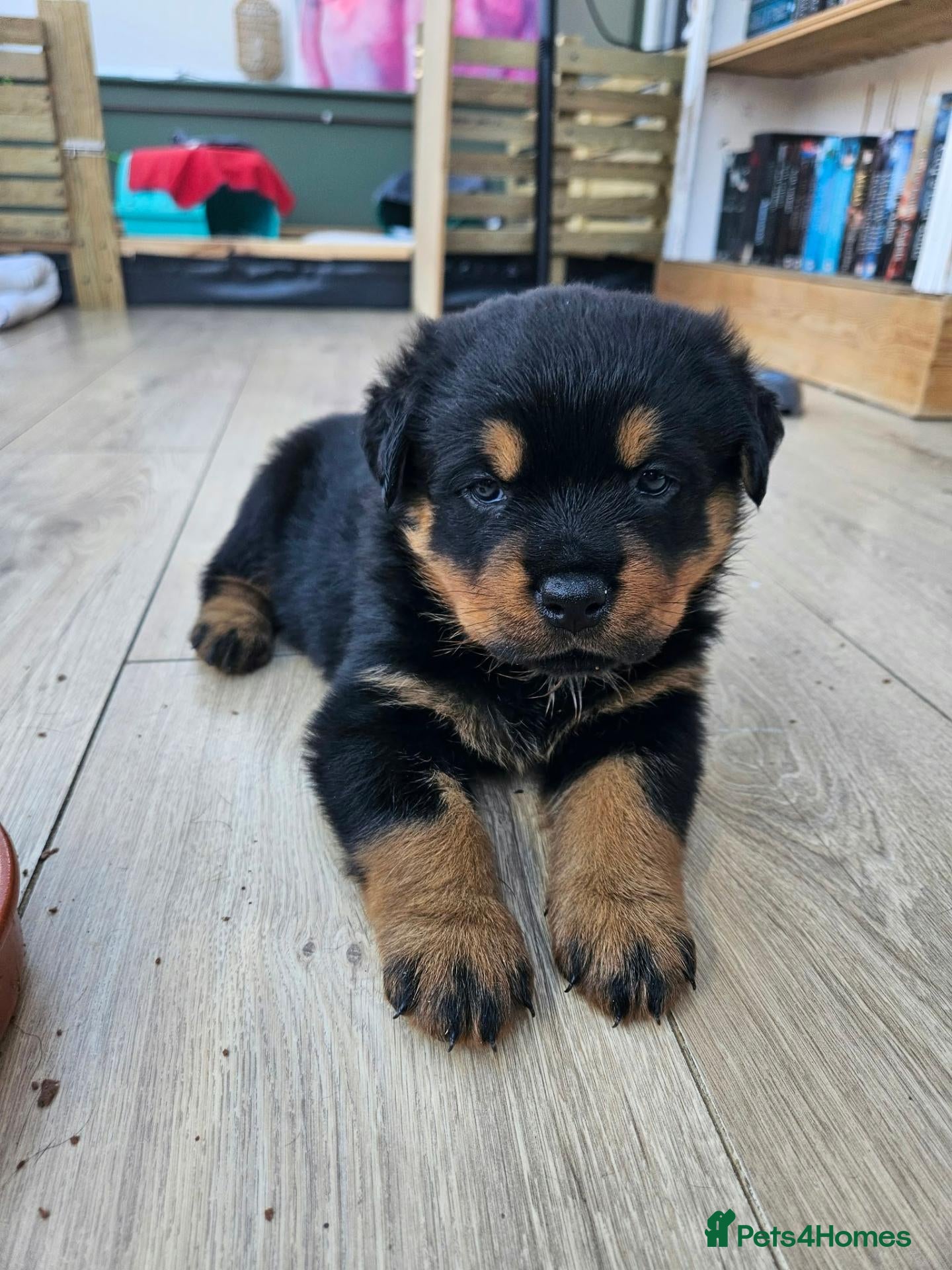 Rottweiler dogs Beautiful Family Raised Rottweiler Puppies - Advert 1