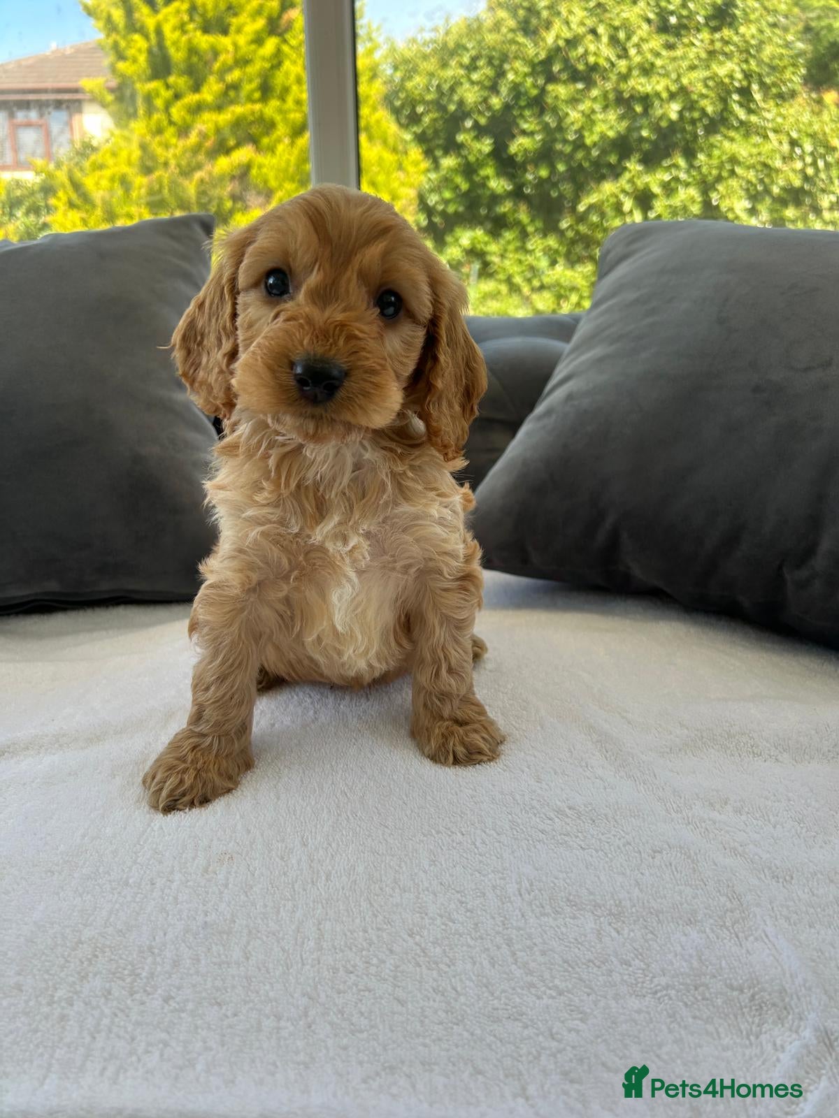 Cockapoo dogs F1 cockapoo puppies  - Advert 1