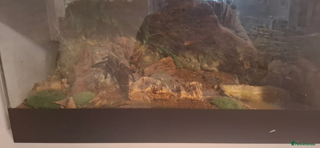 Spiders invertebrates for sale: Tarantulas for rehoming bird eater, red rump - Advert 3