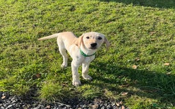 Labrador Retriever dogs for sale: Labrador Retriever (Yellow) - Image 5