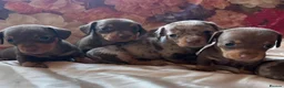 Miniature Dachshund dogs for sale: Miniature dachshund puppies 🐶  - Advert 7