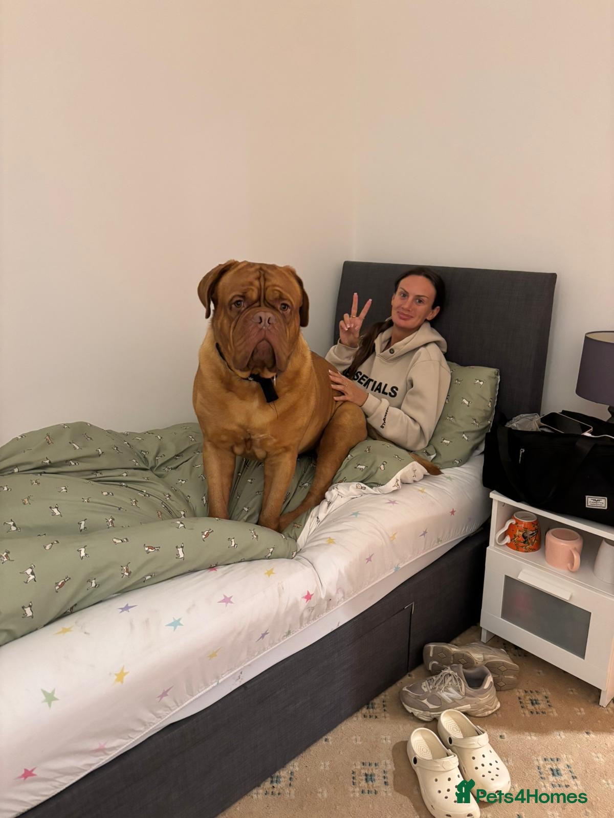 Dogue De Bordeaux dogs Thanos-3yr old, un-cut male dogue de bordeaux  - Advert 3