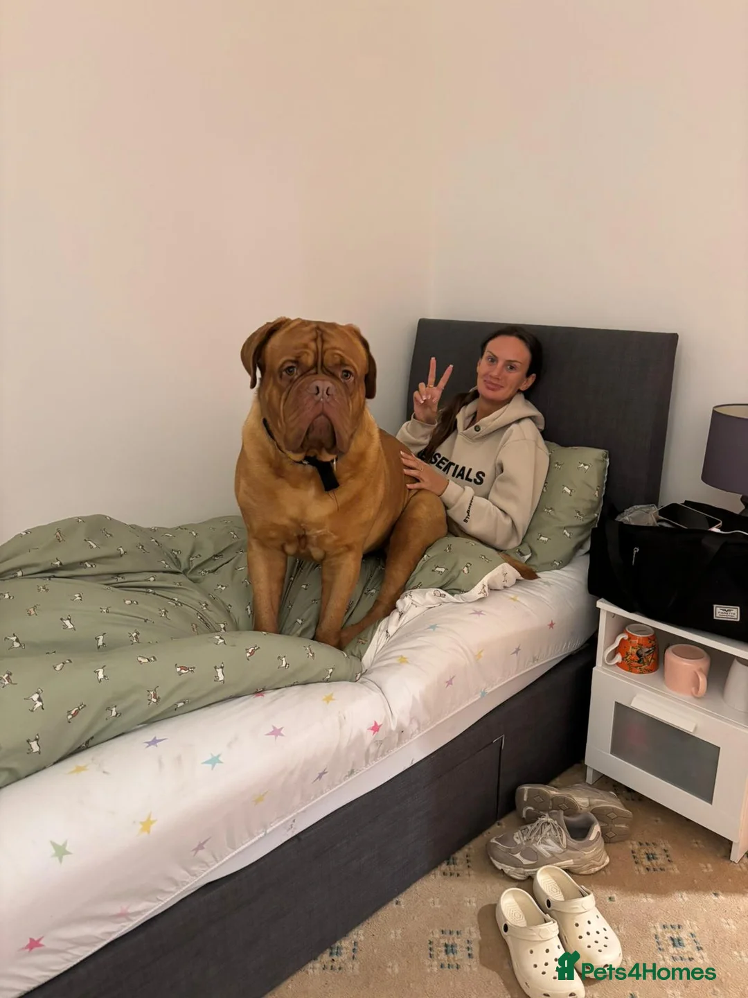 Dogue De Bordeaux dogs for sale: Thanos-3yr old, un-cut male dogue de bordeaux  - Advert 1