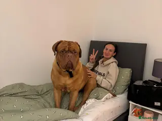 Dogue De Bordeaux dogs Thanos-3yr old, un-cut male dogue de bordeaux - Advert 3