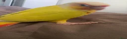 Conures birds for sale: Gorgeous Sun cheek conure with cage, Hand Tammed - Advert 7