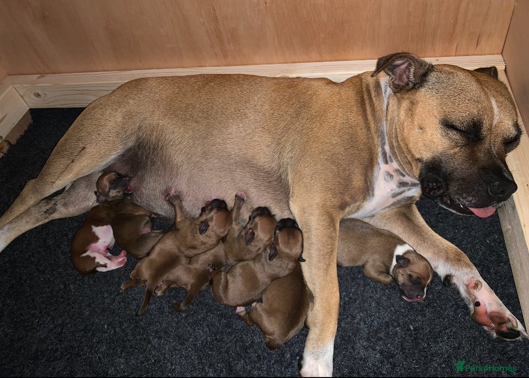 Staffordshire Bull Terrier dogs for sale: Stunning Red Staffy puppies KC top bloodlines - Image 32