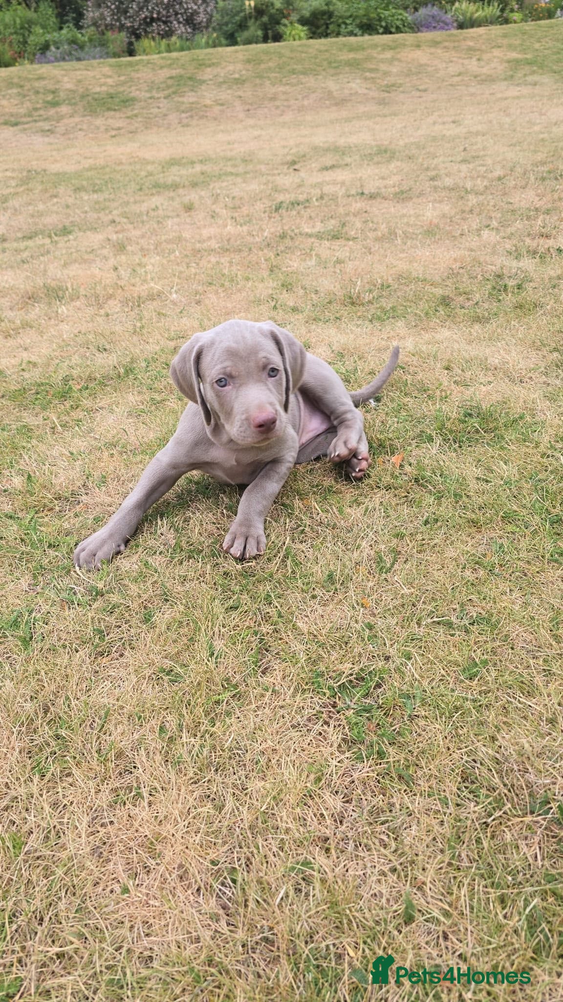 Weimaraner dogs Puppies  - Advert 1