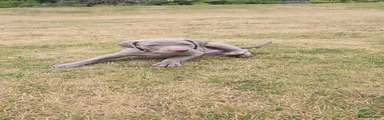 Weimaraner 1