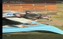 French Bulldog dogs for sale: Introducing the lovely Marley Bear - Image 4