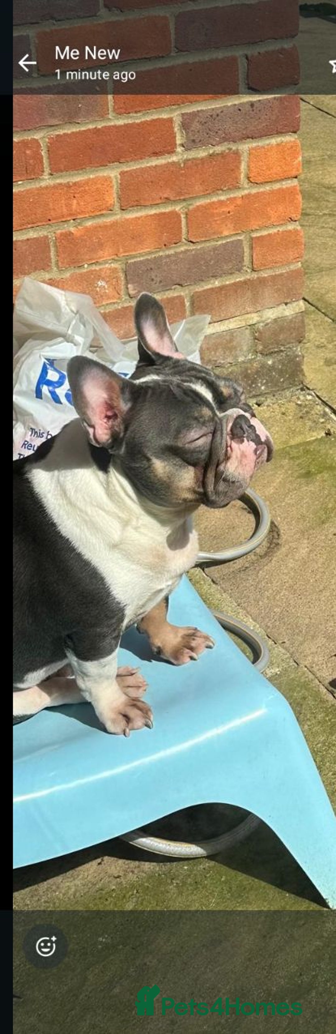 French Bulldog dogs for sale: Introducing the lovely Marley Bear - Image 4