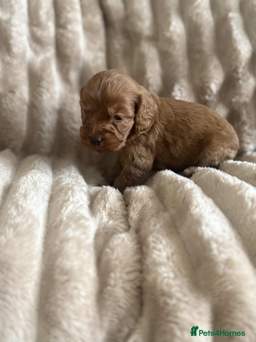 Cockapoo dogs for sale: Cockapoo F1B STUNNING COLOURS 4 available - Advert 35