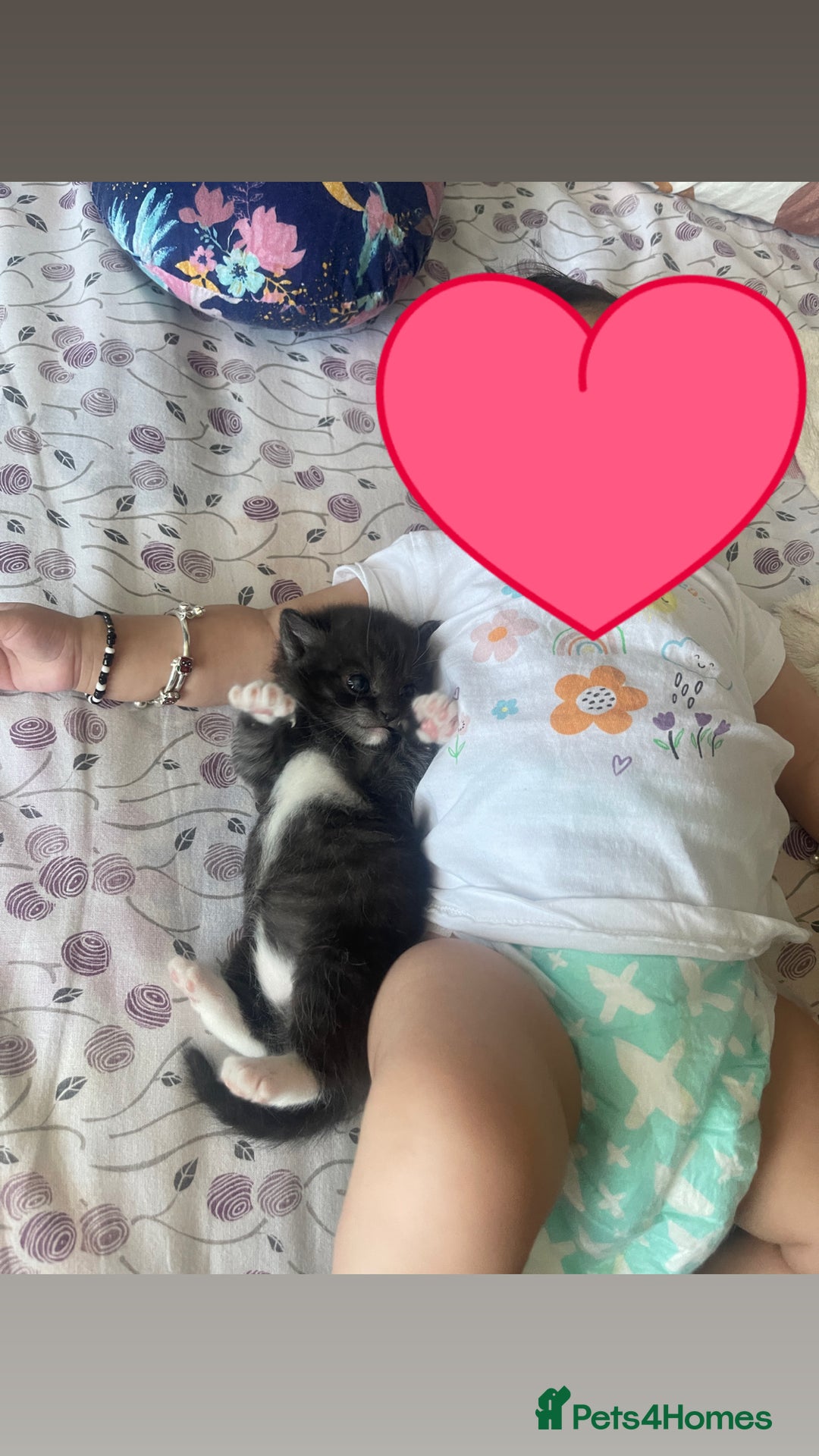 Mixed Breed cats for sale: Cutest Scottish Fold and BSH kittens  - Image 18