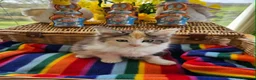 Maine Coon cats for sale: *STUNNING FLUFFY PEDIGREE MAINE COON KITTENS* - Advert 3