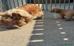 Cocker Spaniel dogs for sale: READY KC SHOW COCKER PUPPYS - Image 19