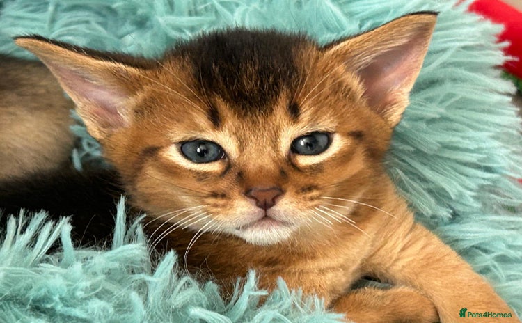 Abyssinian cats - Advert 1