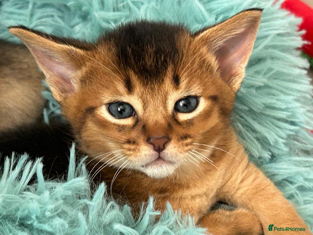 Abyssinian cats for sale: TICA reg Abyssinian sweet kittens rare colours  - Image 20