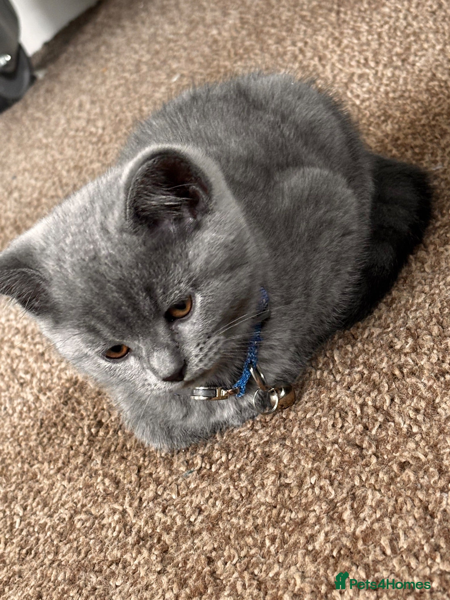 British Shorthair cats 2 British short hair kittens  - Advert 12