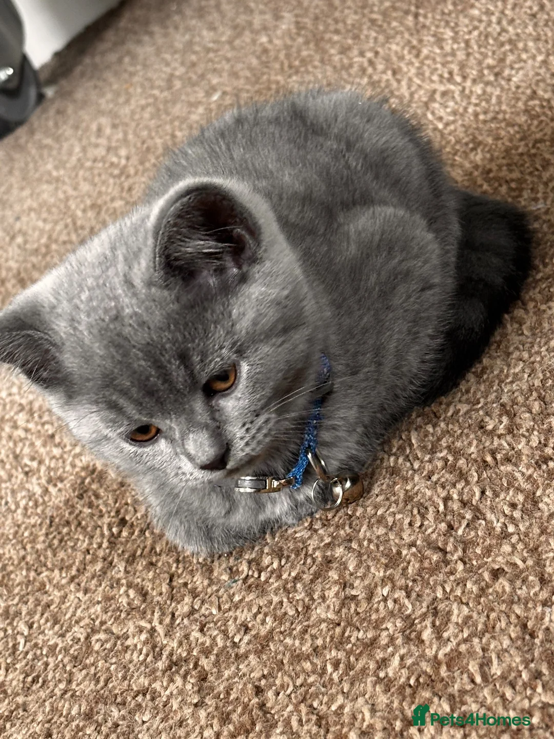 British Shorthair cats for sale: 2 British short hair kittens  - Advert 1