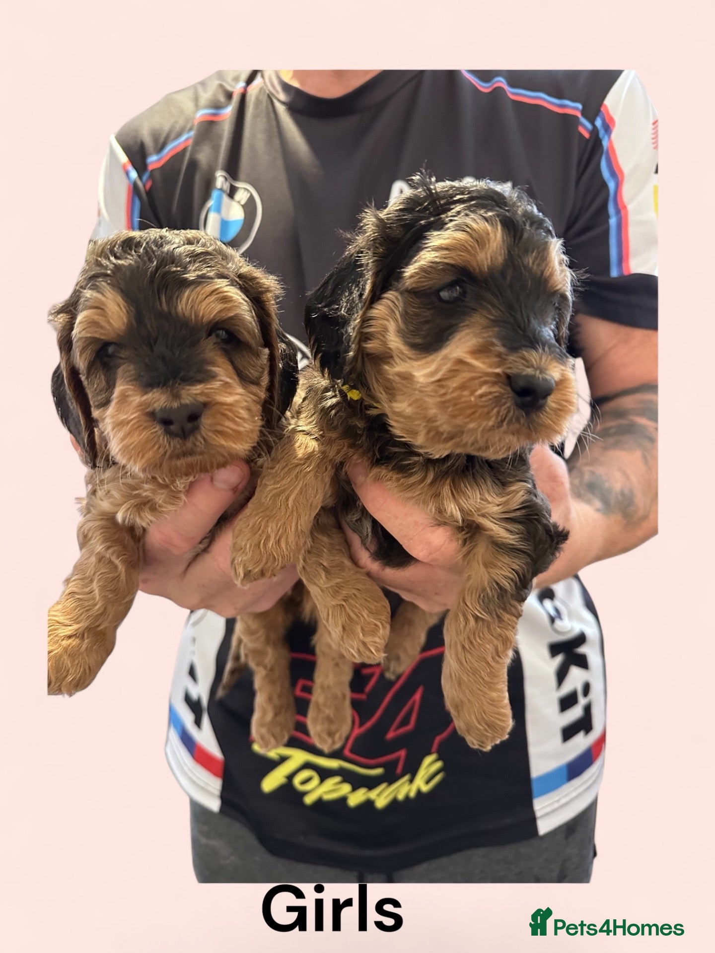 Cockapoo dogs Sable cockapoos, health tested parents  - Advert 2