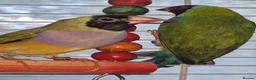 Finches birds for sale: Mixes - Advert 7