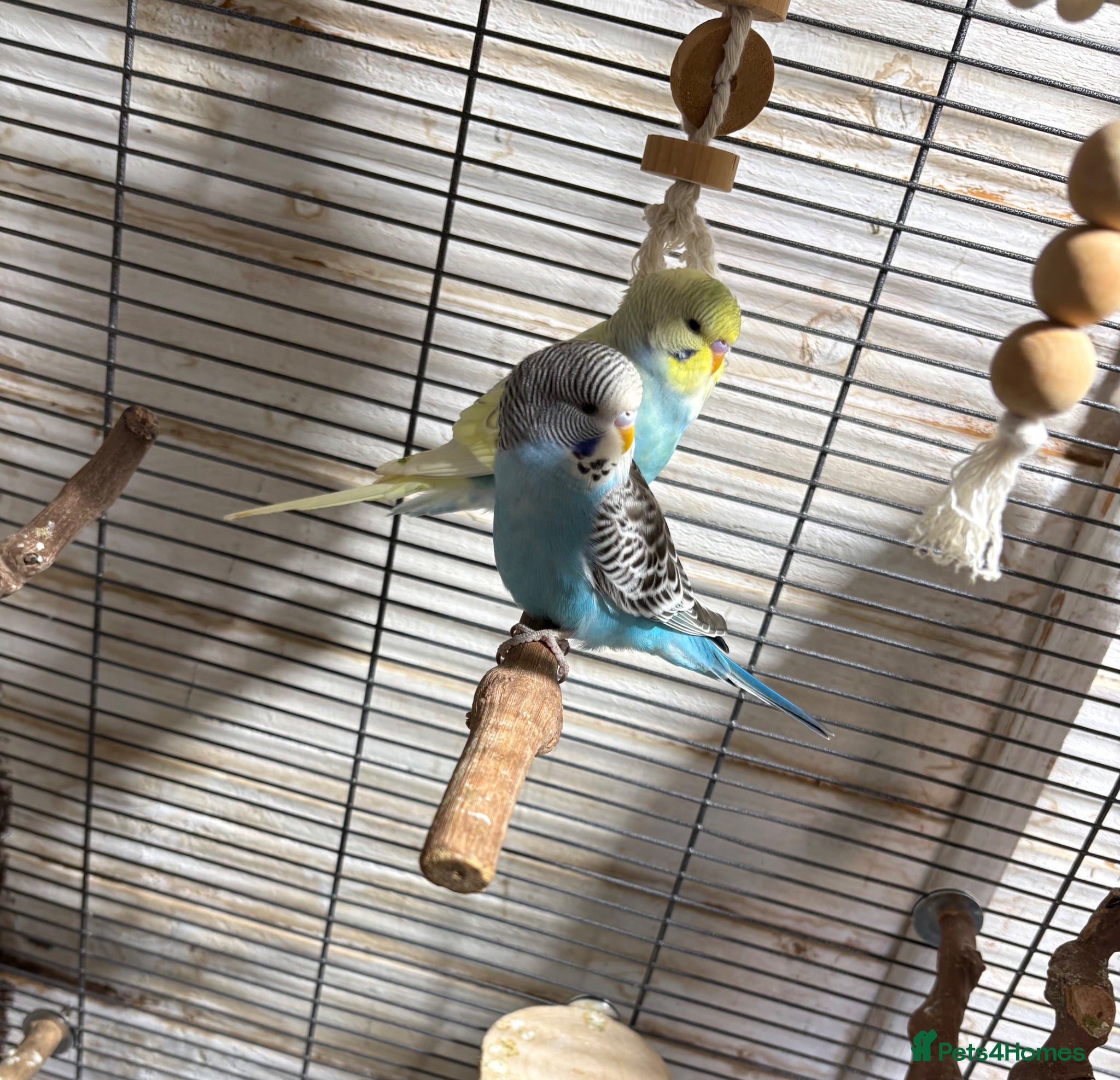 Budgerigars birds Young budgies for sale - Advert 16