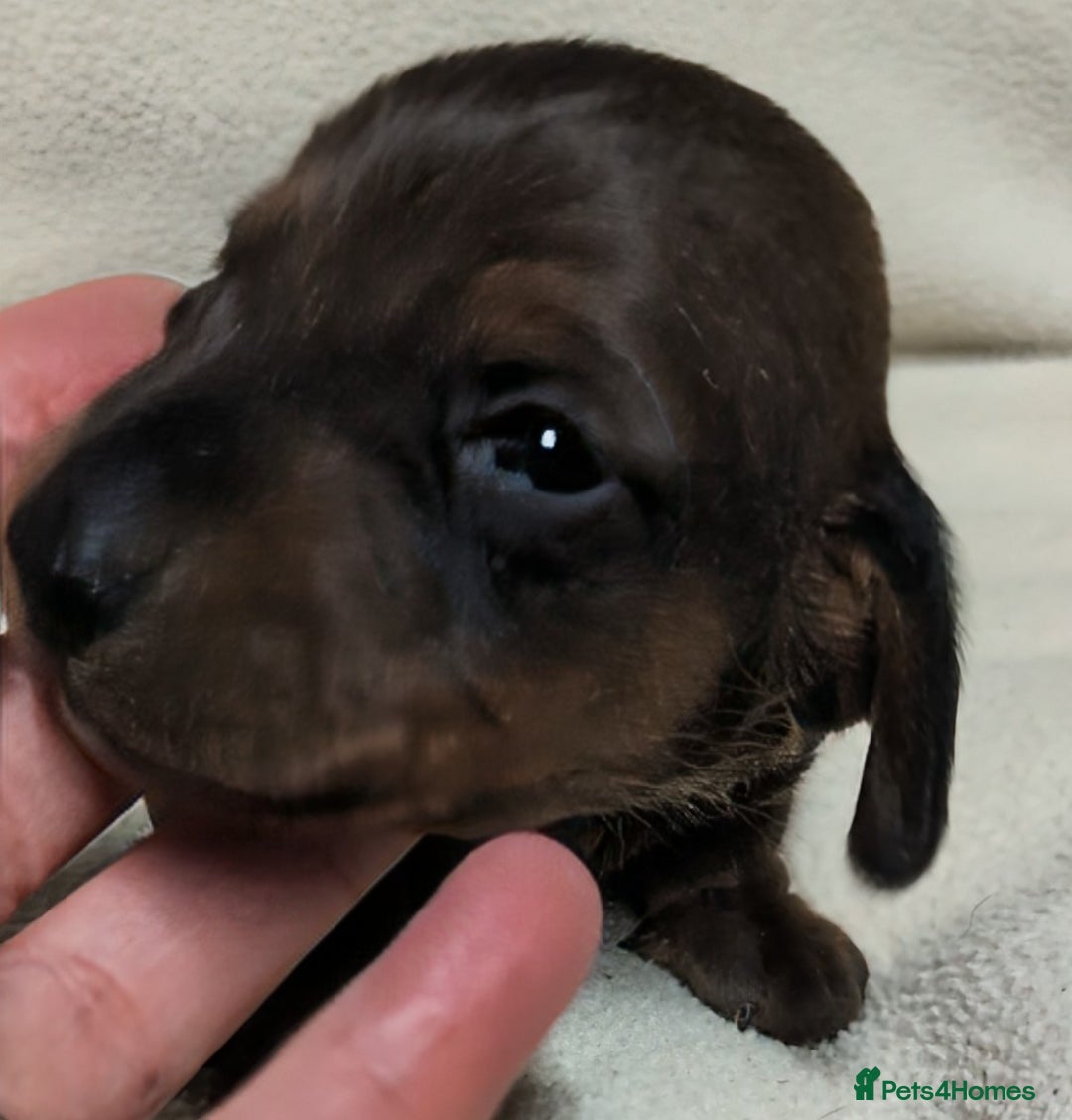 Miniature Dachshund dogs for sale: Quality KC / PRA Clear Minature Dachshund Puppies  - Image 17