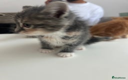 Mixed Breed cats for sale: 4 beautiful kittens ready to go 31st August - Image 15
