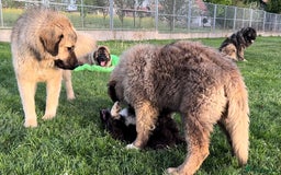 Caucasian Shepherd Dog dogs for sale: 🧸Caucasian Shepherd Puppies Ready Now! 🧸 - Image 7