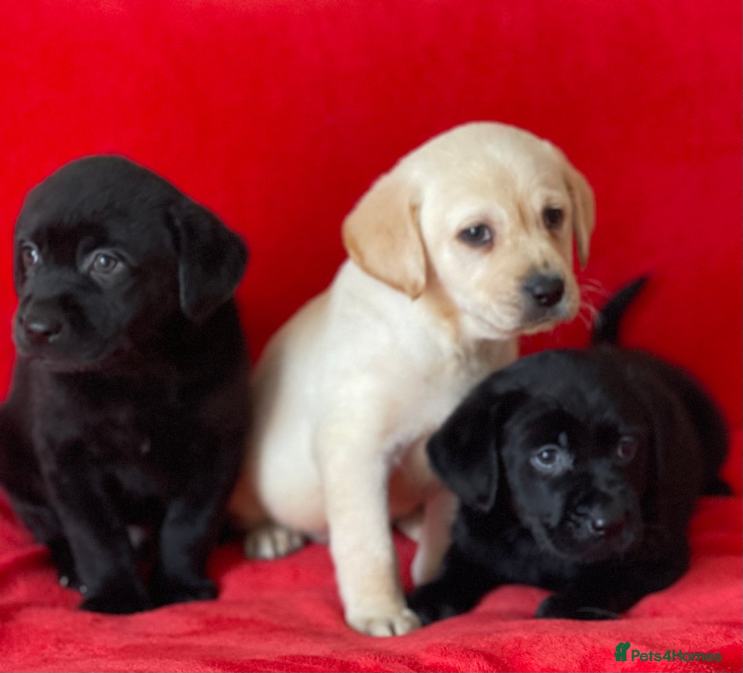 Labrador Retriever dogs for sale: Beautiful chunky Labrador pups NOW READY - Image 6