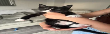 Socks boy two 