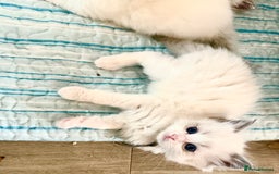 Ragdoll cats for sale: Beautiful Ragdoll Kittens – Stunning & Ready Soon - Image 7