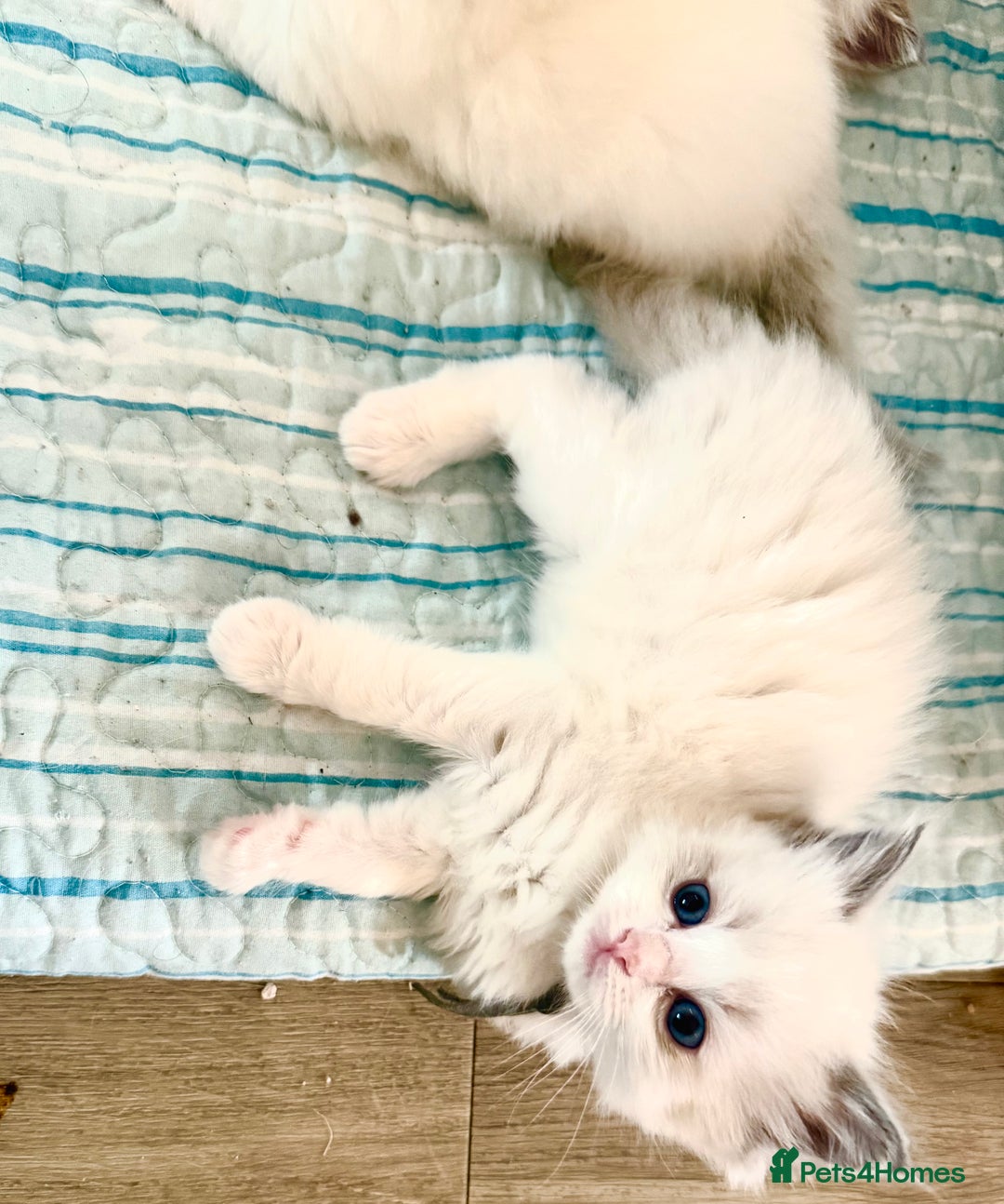 Ragdoll cats for sale: Beautiful Ragdoll Kittens – Stunning & Ready Soon - Image 7