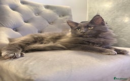 Maine Coon cats for sale:  Maine Coon Kittens Looking for Loving Homes 🐾 - Advert 6