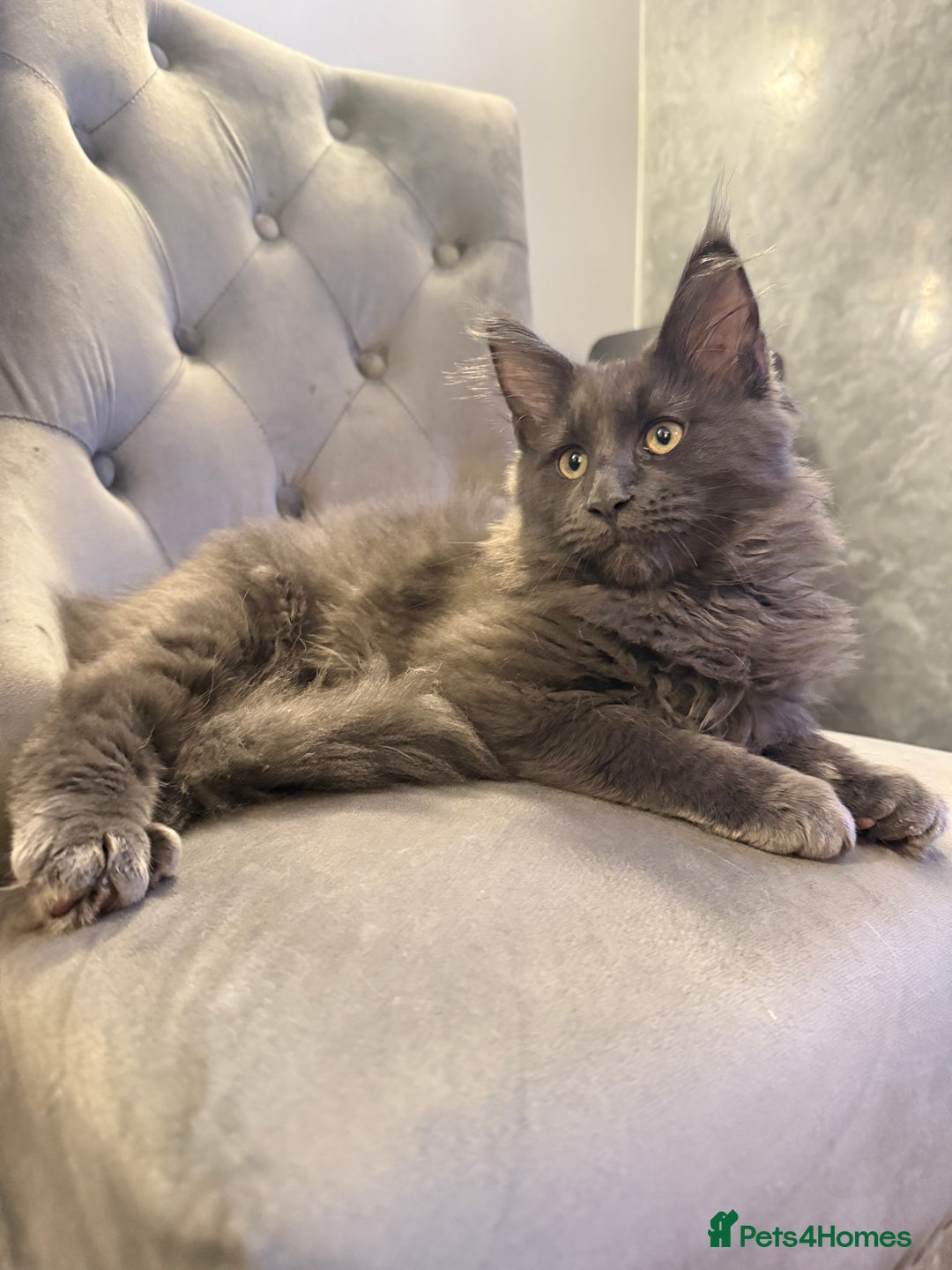 Maine Coon cats for sale:  Maine Coon Kittens Looking for Loving Homes 🐾 - Advert 6