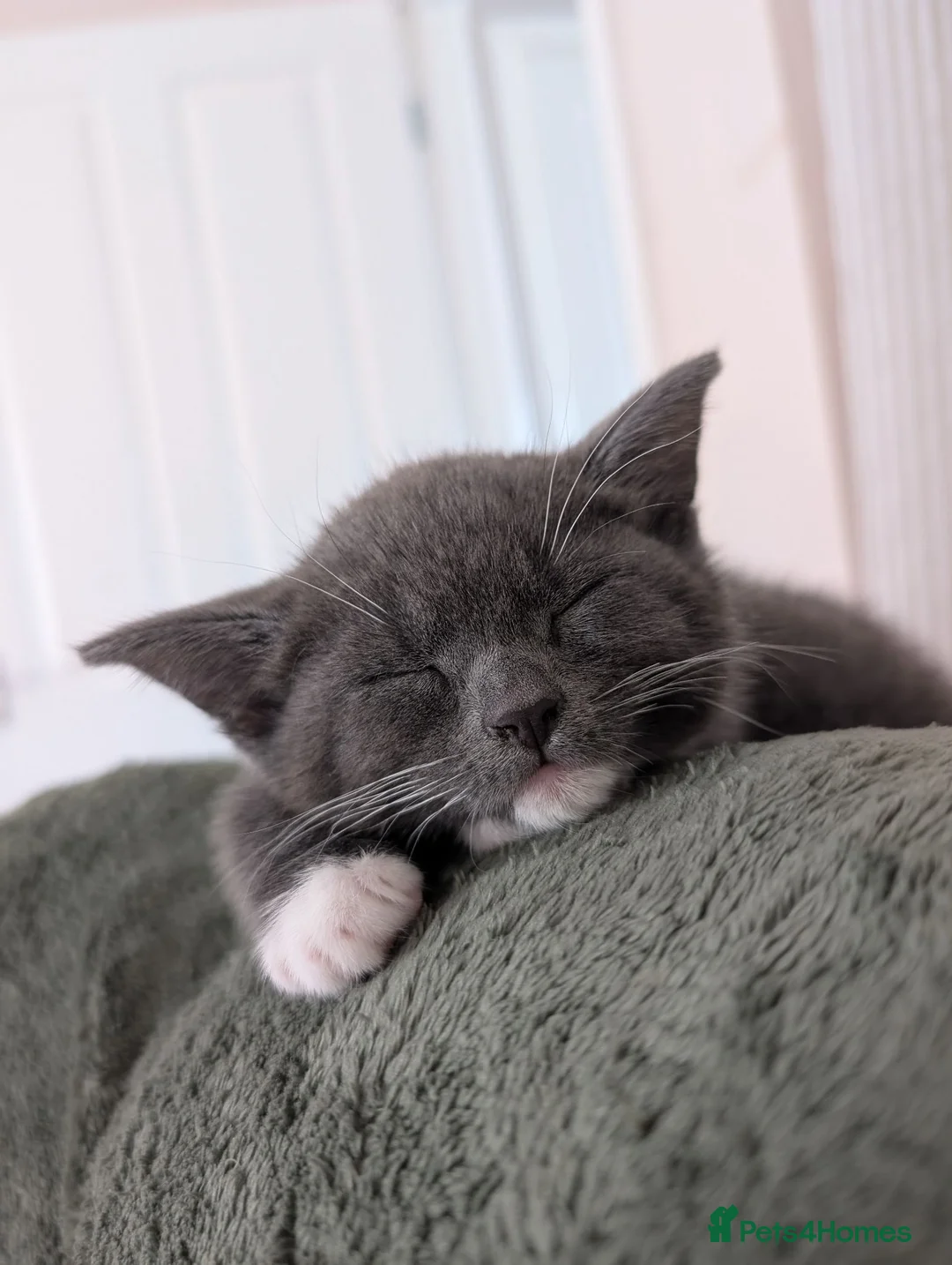 Mixed Breed cats for sale: Grey and white kittens for sale - Advert 2