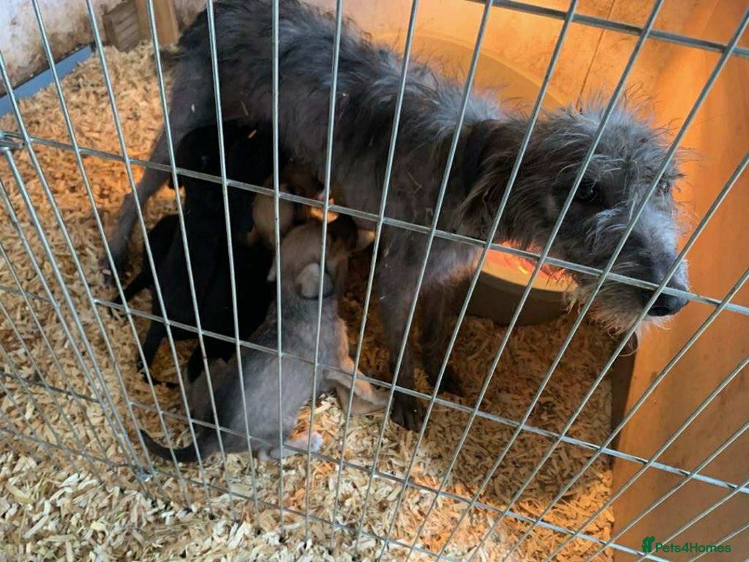 Mixed Breed dogs for sale: 10 Bedlington Whippet Puppies - 6 DOGS 4 BITCHES - Image 14