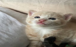 Domestic Shorthair cats for sale: Beautiful kittens are looking for forever homes! - Image 13